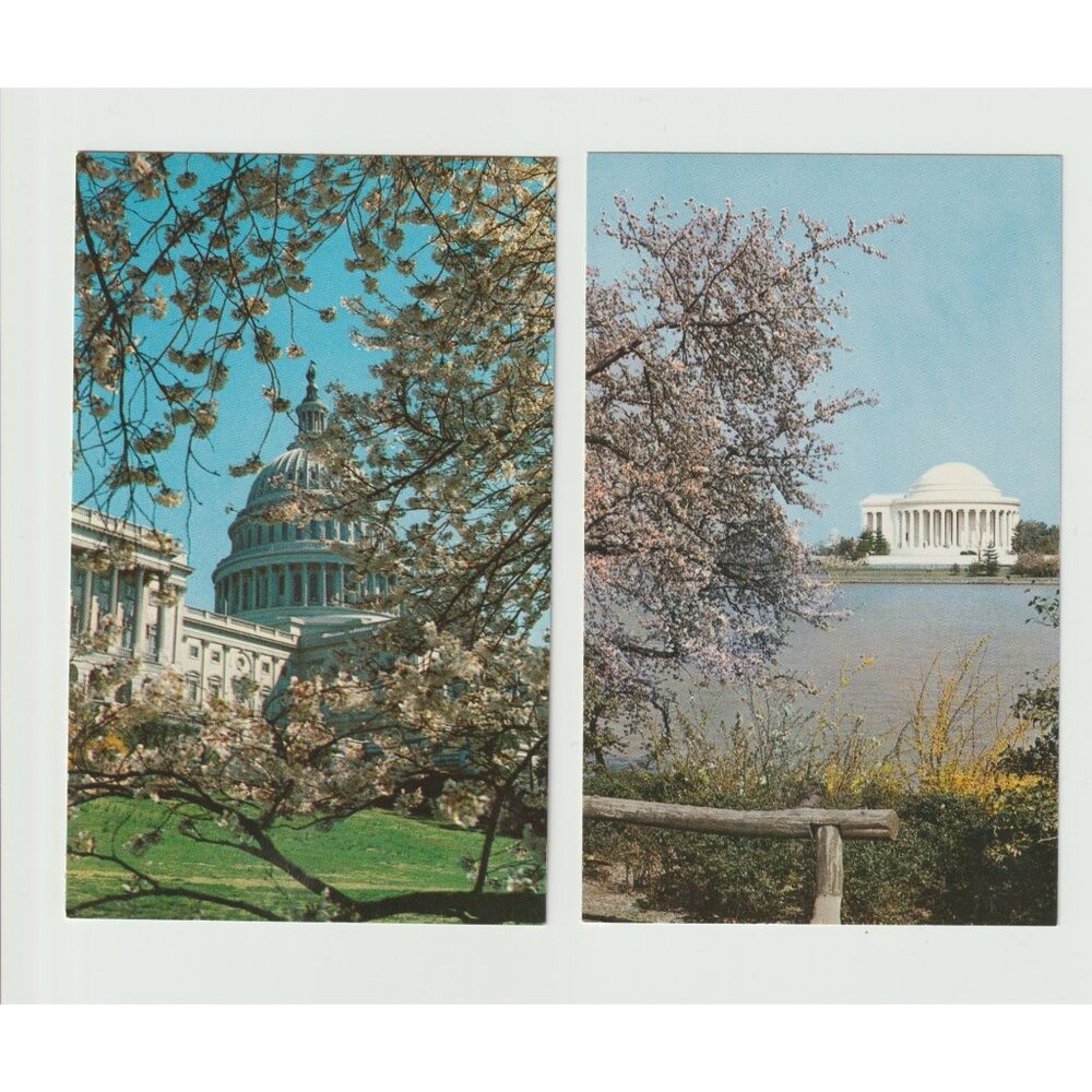 The United States Capitol At Cherry Blossom And Cherry Blossom Time vintage Post